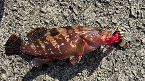 キジハタの釣果