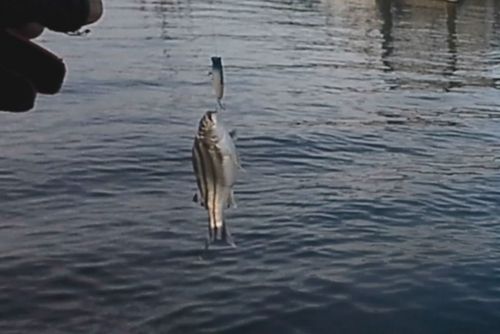 コトヒキの釣果