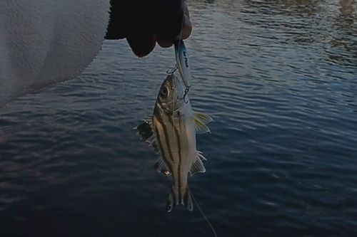 コトヒキの釣果