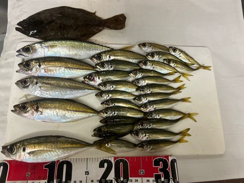 アジの釣果