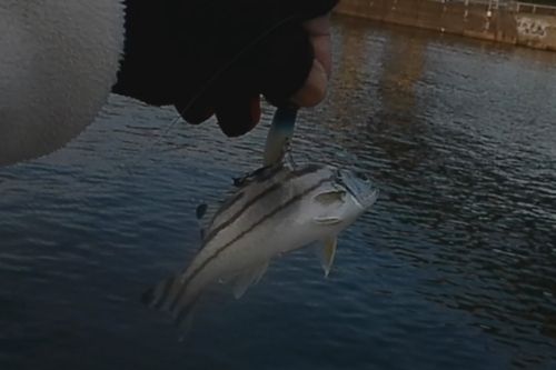 コトヒキの釣果