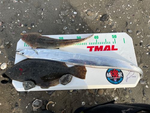 ヒラメの釣果
