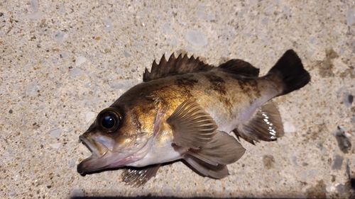 シロメバルの釣果