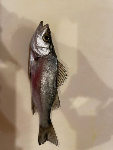 ヒラスズキの釣果