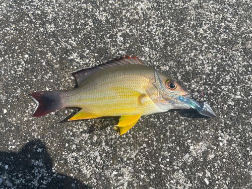 オキフエダイの釣果