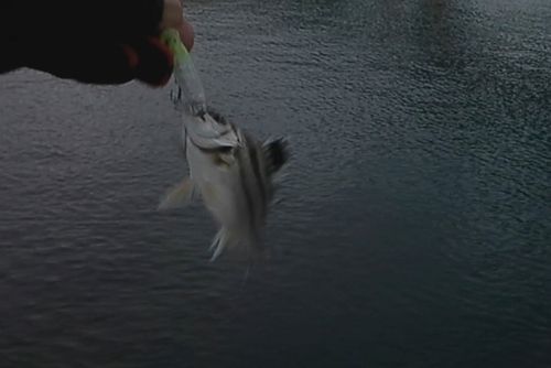 コトヒキの釣果