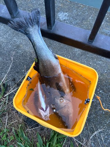 フッコ（マルスズキ）の釣果