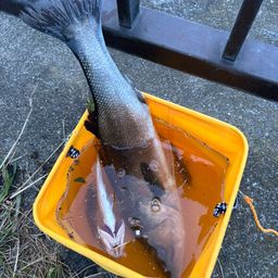 フッコ（マルスズキ）