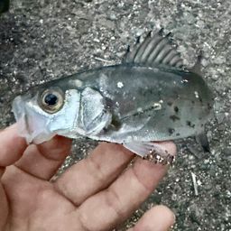 セイゴ（マルスズキ）