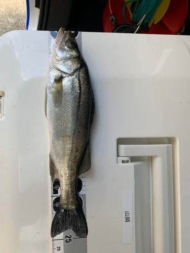 セイゴ（マルスズキ）の釣果
