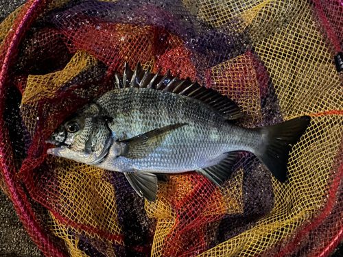 豊洲ぐるり公園