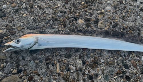 タチウオの釣果