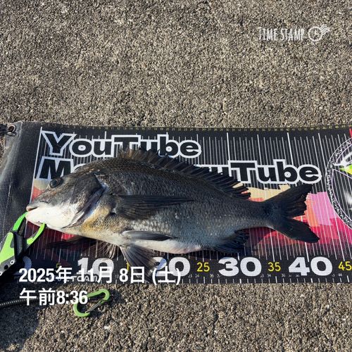 チヌの釣果