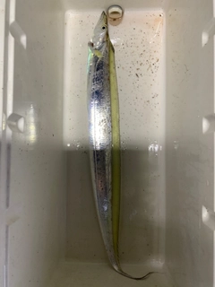 タチウオの釣果