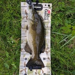 スモールマウスバス