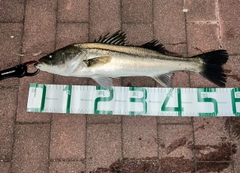 シーバスの釣果