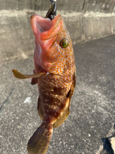 キジハタの釣果