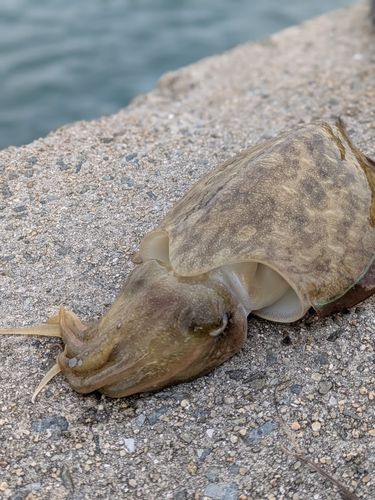 モンゴウイカの釣果
