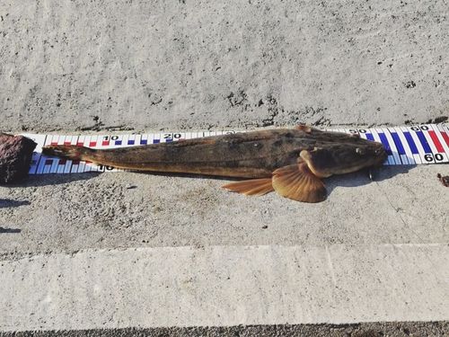 由良川河口（京都）