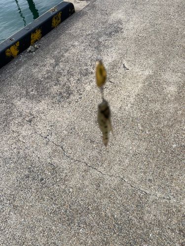 宮崎漁港（吉良サンライズパーク）