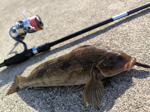 アイナメの釣果