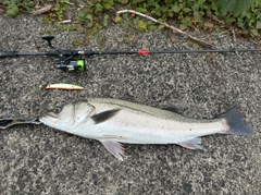 シーバスの釣果