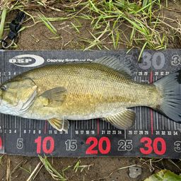 スモールマウスバス