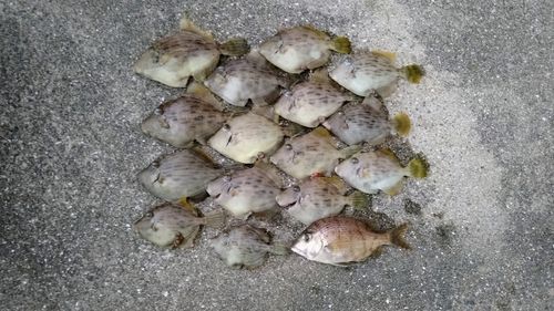 カワハギの釣果