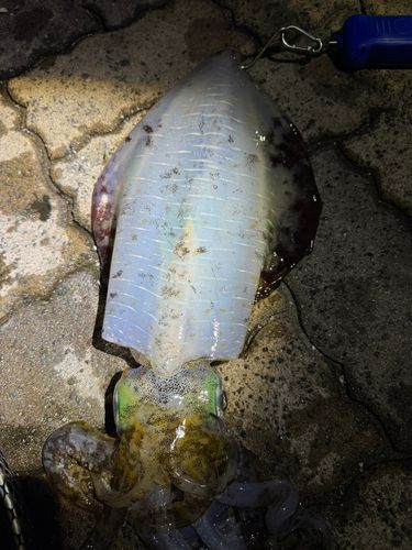 アオリイカの釣果