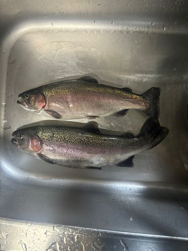 レインボートラウトの釣果