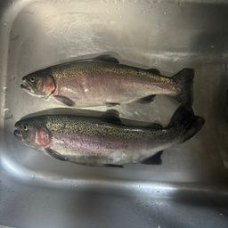 レインボートラウト