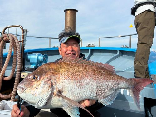 マダイの釣果