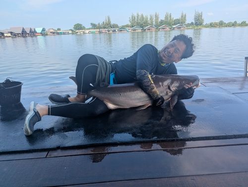 メコンオオナマズの釣果