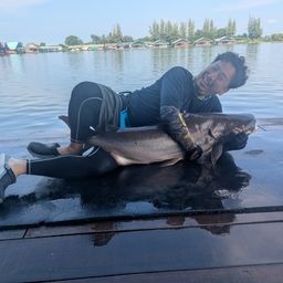 メコンオオナマズ