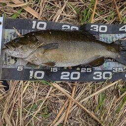 スモールマウスバス