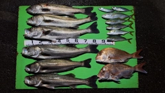 スズキの釣果