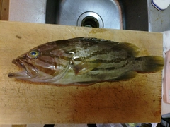 ホウキハタの釣果