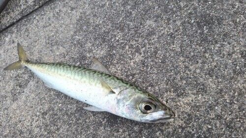 サバの釣果