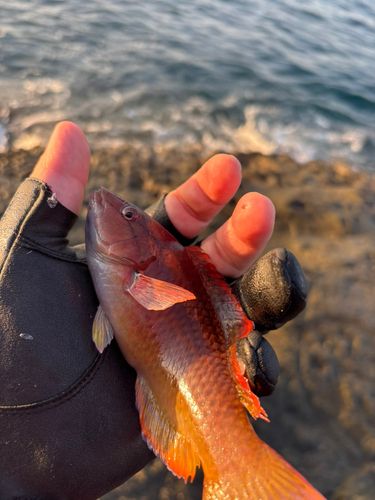 アカササノハベラの釣果