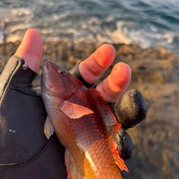 アカササノハベラ