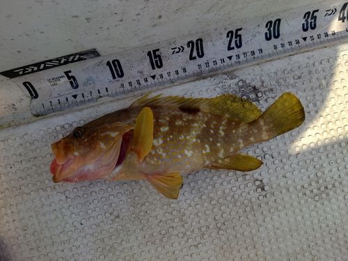 キジハタの釣果