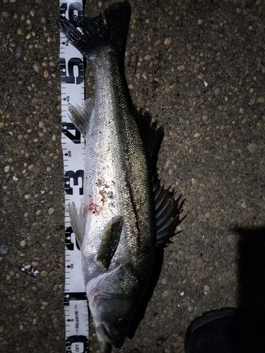 マルスズキの釣果