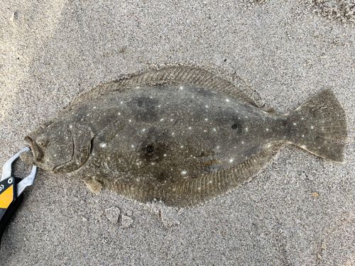 ヒラメの釣果