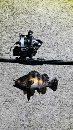 メバルの釣果
