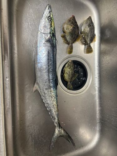 カワハギの釣果