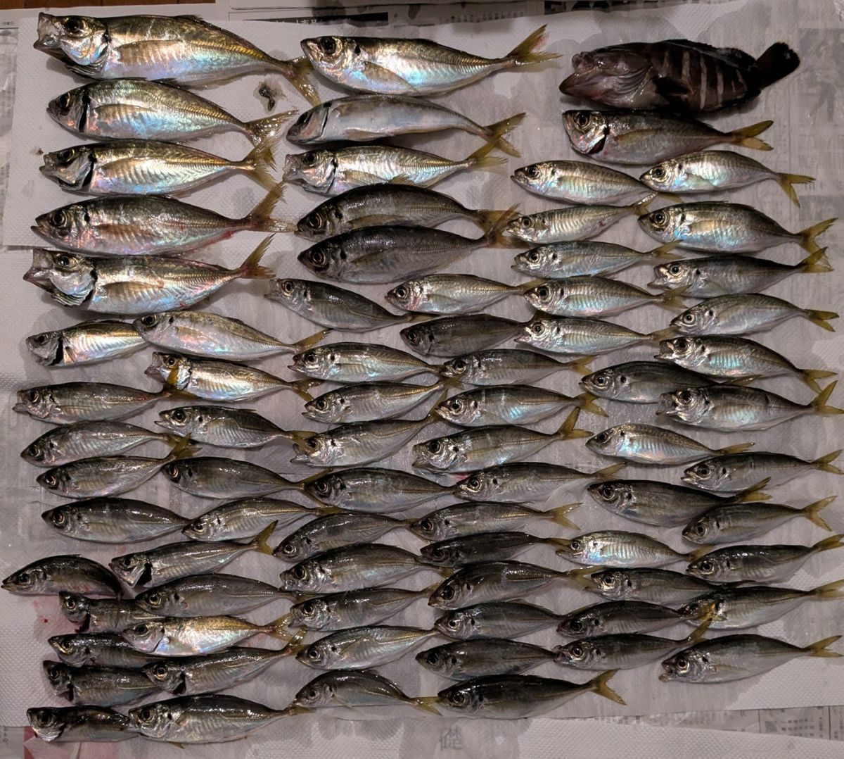 ねこやまさんの釣果 1枚目の画像