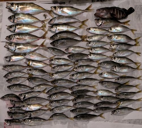 アジの釣果
