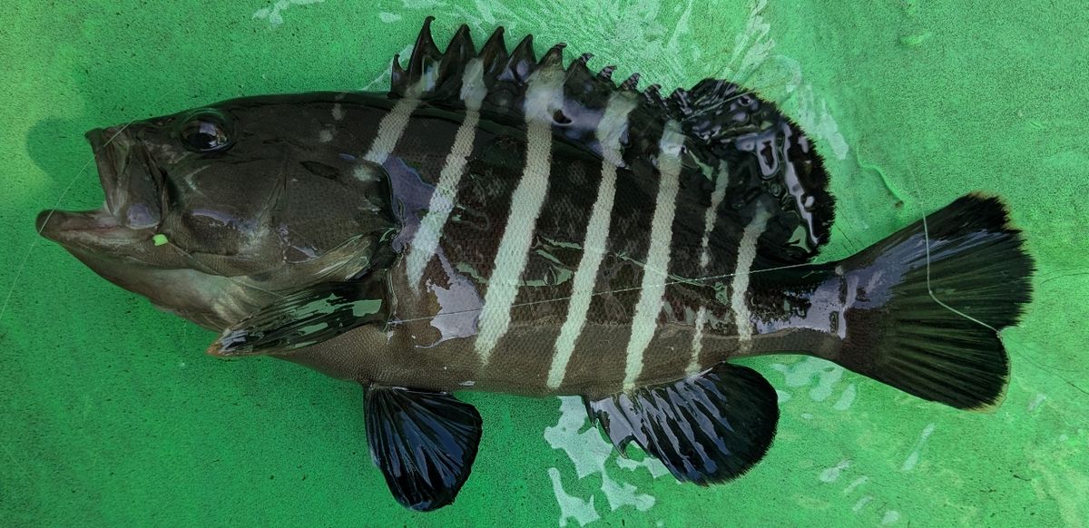 ねこやまさんの釣果 2枚目の画像