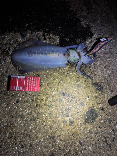 アオリイカの釣果
