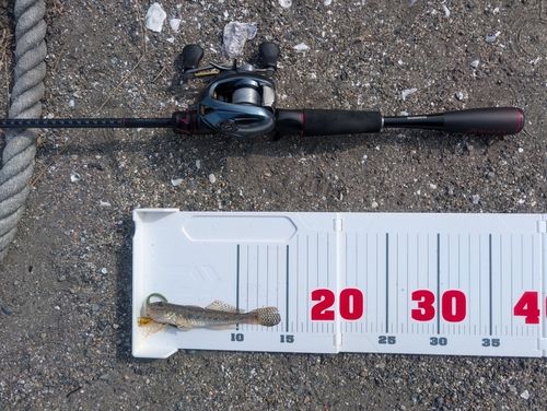 セントレア常滑港前島